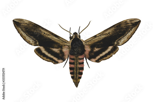 Privet hawk moth (Sphinx ligustri L.) isolated on white background photo