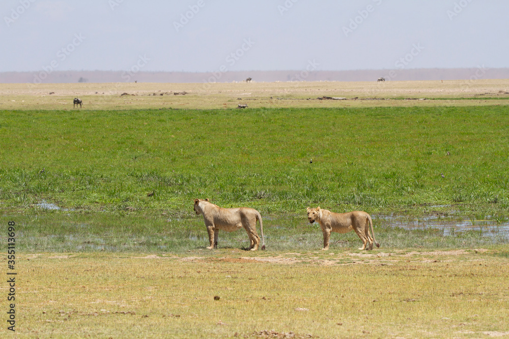 Two female lions looking in the African tundra for prey to hunt. Two female lions looking in the African tundra for prey to hunt.