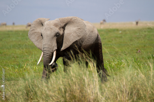 Elephant walking in high grass with tundra in the background in Kenya.