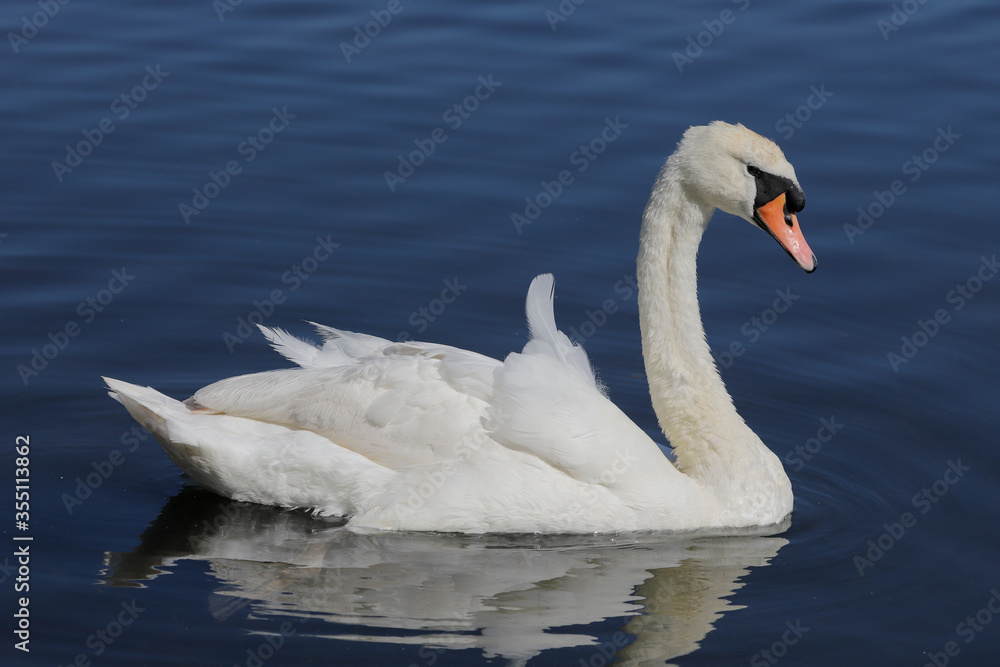 Fototapeta premium Mute swan (Cygnus olor) swimming in blue water