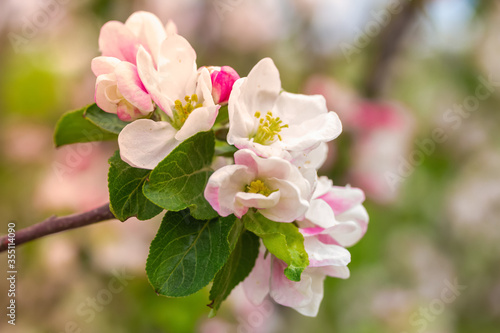 Blossom Apple Tree in April on a transparent spring day in bright sunlight.