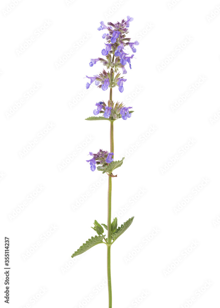 Sprig of Sage (Salvia officinalis) with flowers and leaves isolated on white background.