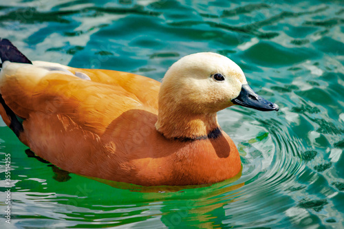 Wild duck Ogar on the lake. Close-up.