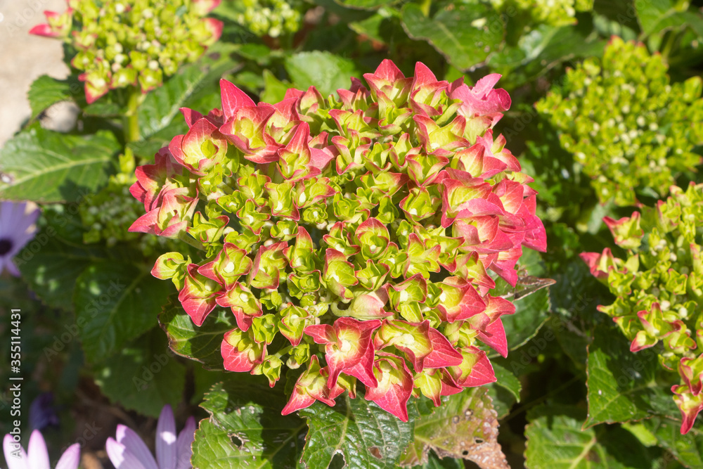Naklejka premium Pink hydrangea flower blooming in a garden during spring