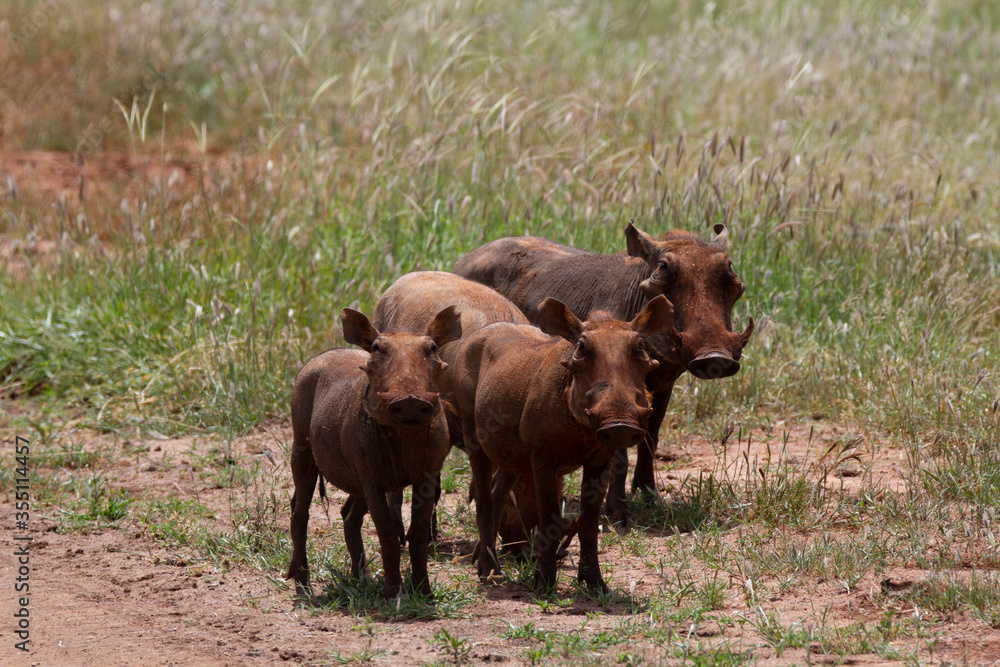 Fototapeta premium Group of wild pigs in Kenya