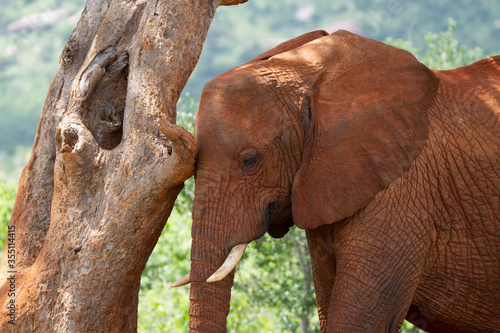 Canvas Print Elephant scatching the skin at a tree in Kenya.