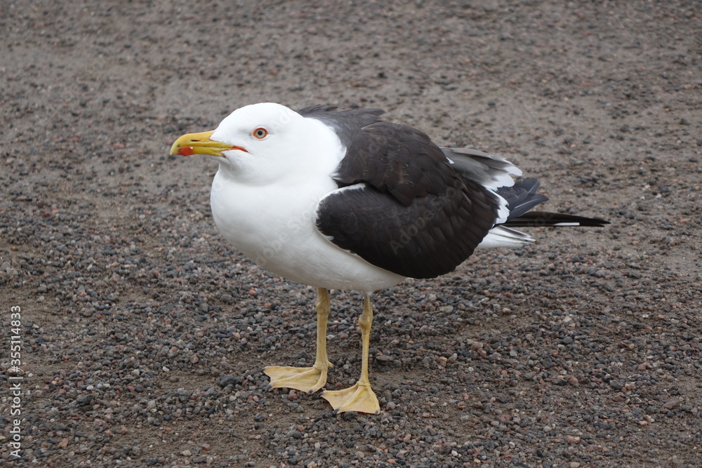 Obraz premium Seagull