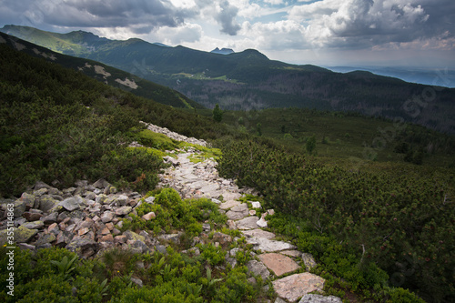 Mountain hiking trail lined with large gray stones covered with green moss surrounded by low mountain pine. In the distance visible high mountains and a steep path, curving among the rocks.