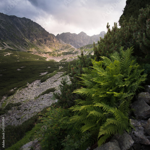 Lush green fern gently lit by the last rays of the orange sun. A prehistoric plant on a mountainous slope during sunset in the mountains.