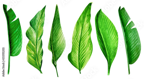 watercolor tropical leaves big set.
Handmade illustration isolated on white background, can be used for decoration of printed materials, cards and for others. Tropical theme.