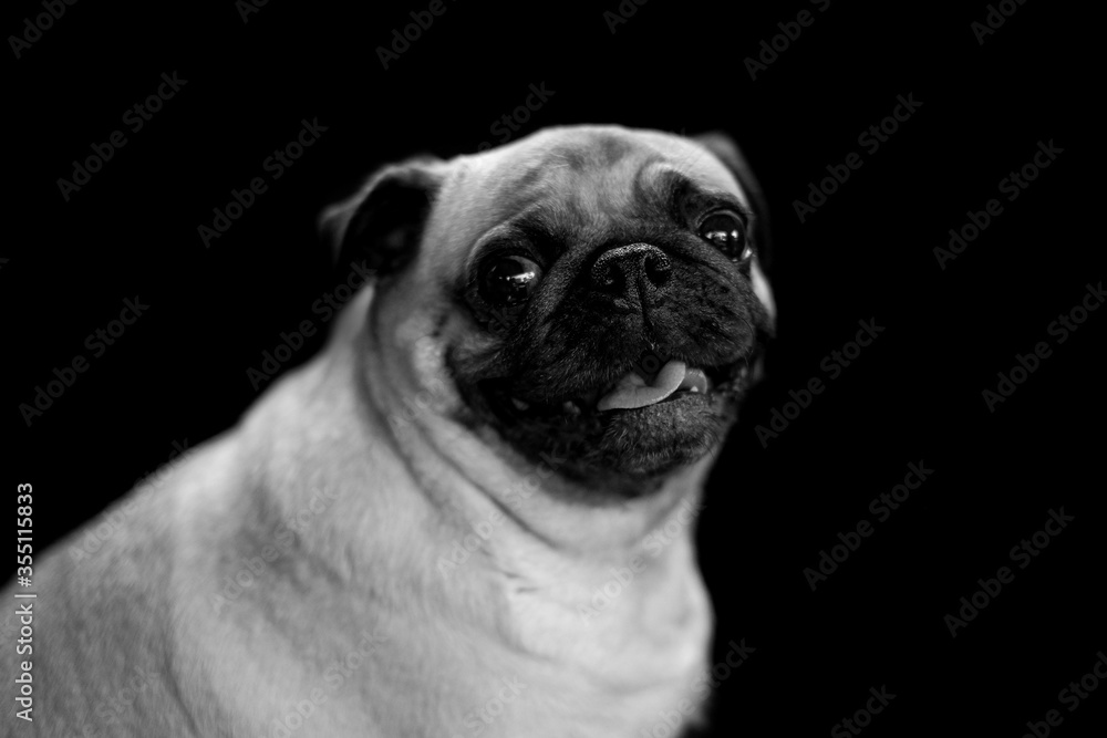Funny dog on black and white background