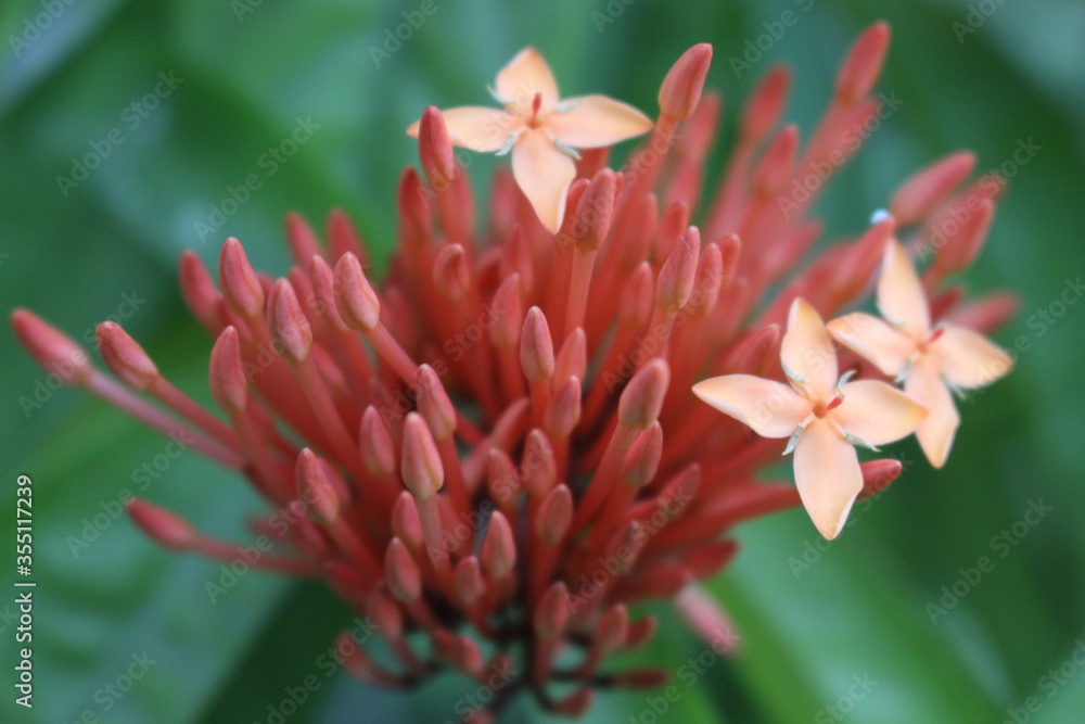 Fototapeta premium flower of a flower