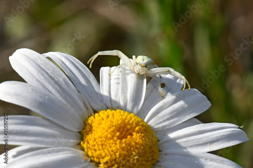 goldenrod crab spider / Veränderliche Krabbenspinne (Misumena vatia)