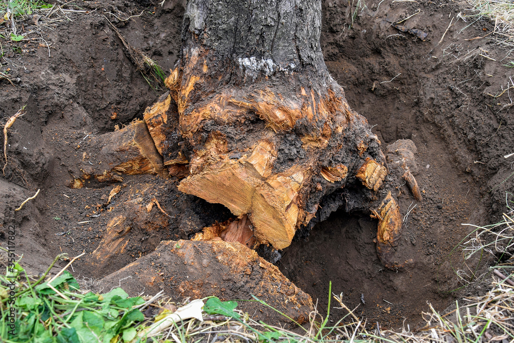 Obraz premium Uprooting old dry fruit tree in garden. Large pit with sawn and chopped tree roots. Farming. Close-up. Selective focus.