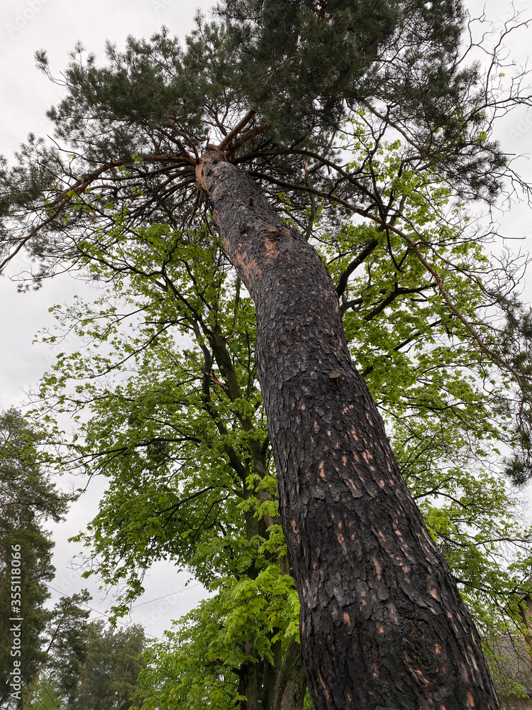 Obraz premium Big pine tree in the forest