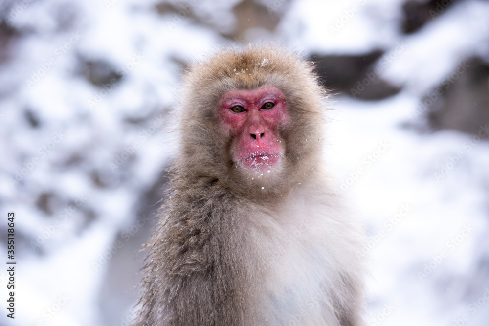 snow monkey Japanese monkey snow monkey Japanese monkey
