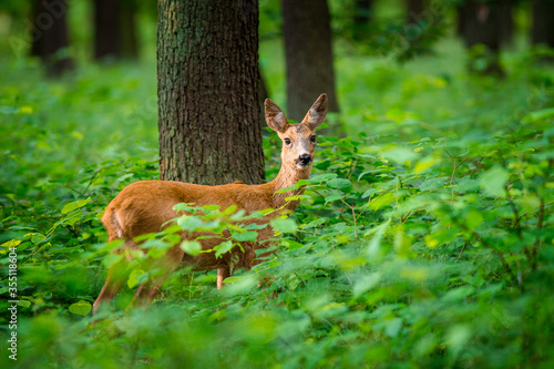 roe deer in the forest