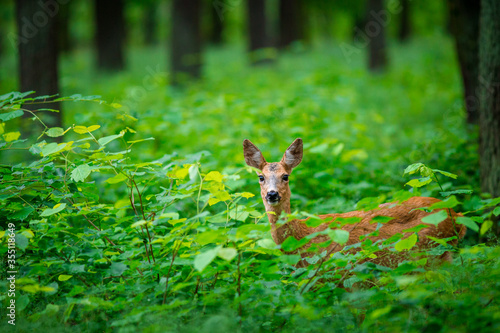Tela roe deer in the forest