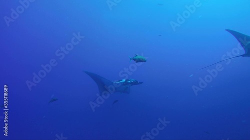 Wallpaper Mural Underwater shot of wild life with some fishes and two Stingrays, swimming deep ocean Torontodigital.ca