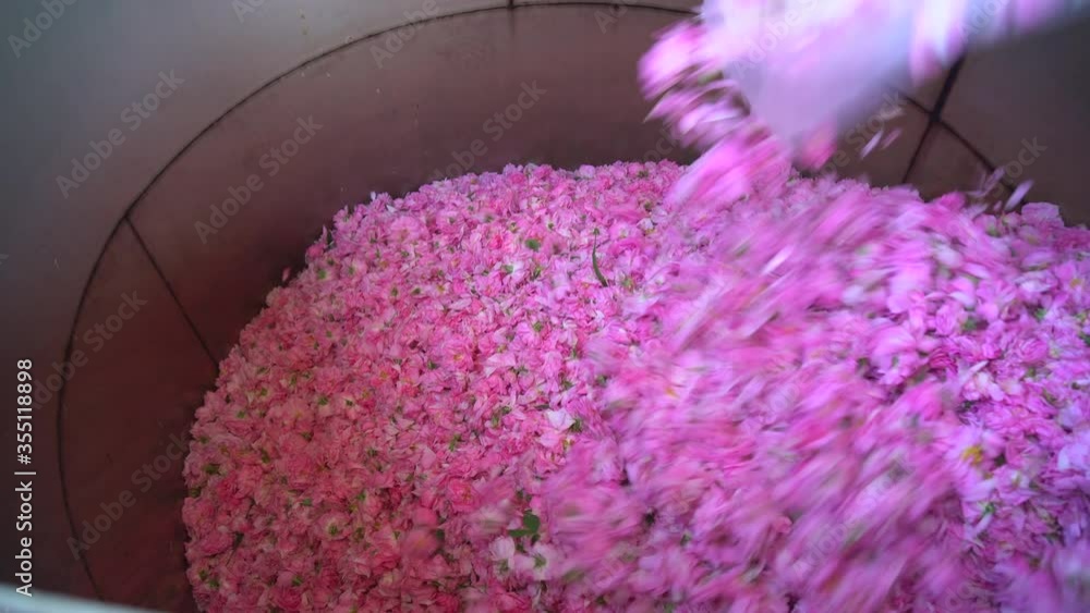 Pouring a pile of pink flowers for steam distillation, from a plastic ...