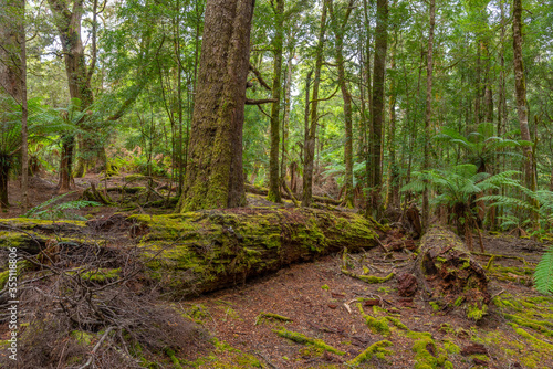 Trees at Tarkine forest in tasmania, Australia photo