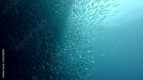 Huge sardine school, forming a bait ball with millions photo
