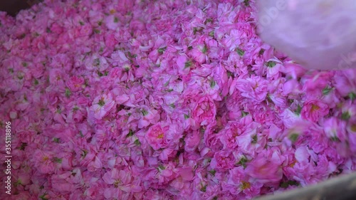 Pouring a pile of pink flowers for steam distillation photo