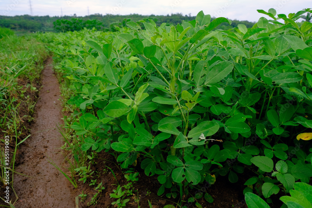 the peanut tree industry with agricultural landscapes the peanut tree industry with agricultural landscapes