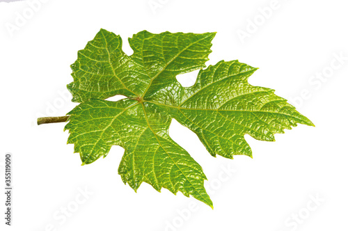 Natural Design Element Green Grape Leaf Isolated on White Background.