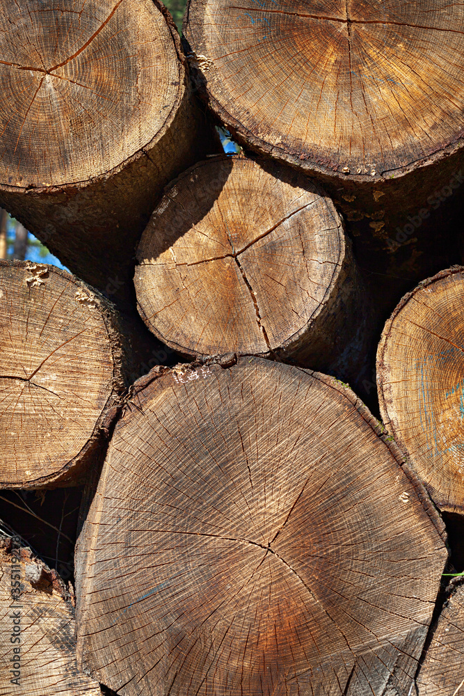 Heap of numbered felled coniferous trees Heap of numbered felled coniferous trees