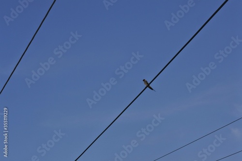 the bird perched on a power line