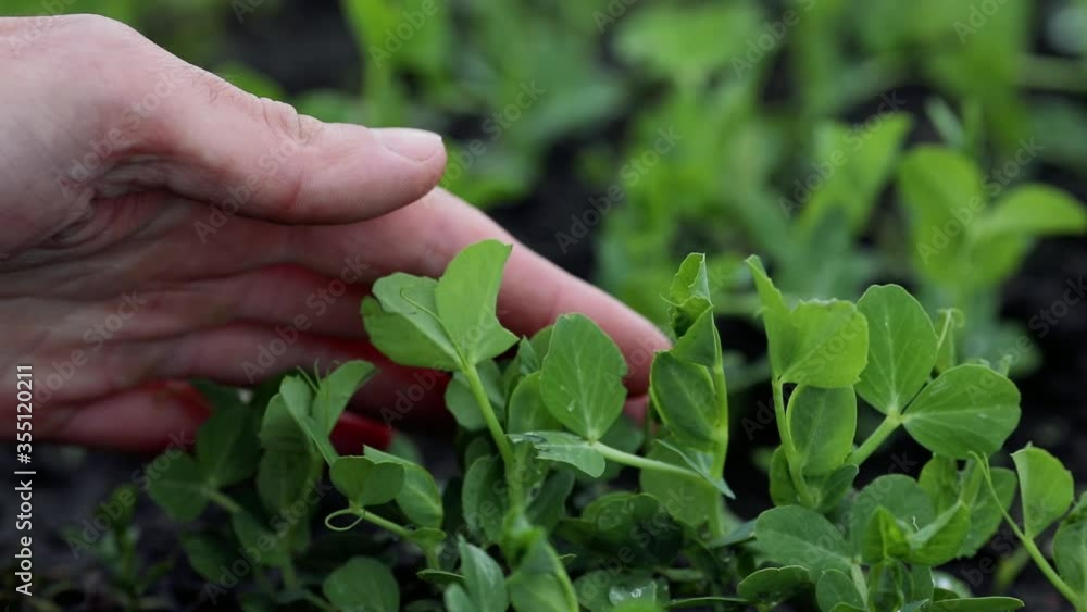 Farmer's hand touches the shoots of young green peas on the field on the farm Farmer's hand touches the shoots of young green peas on the field on the farm