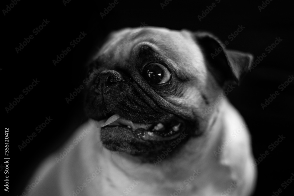 Funny dog on black and white background Funny dog on black and white background