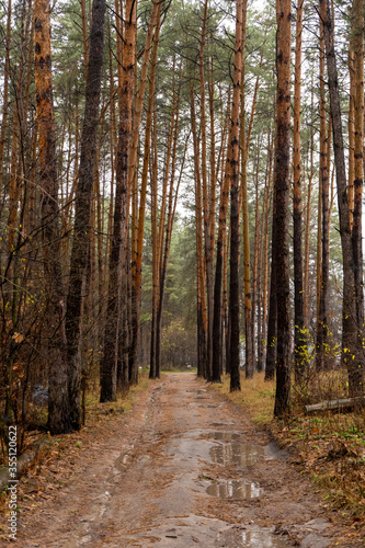 Path in autumn pine forest. Scenic nature landscape. Vertical