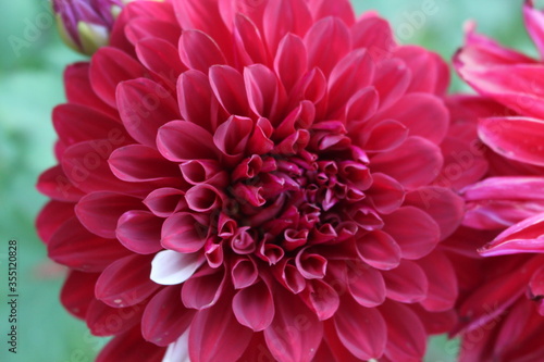 dahlia flower closeup © AMIR