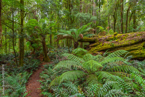 Trees at Tarkine forest in tasmania, Australia photo