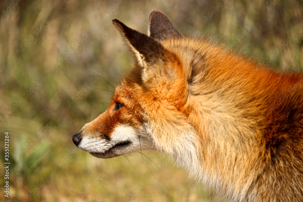 Red fox animal looking for prey portrait side view