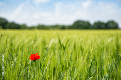 Dutch wheat field with red poppy