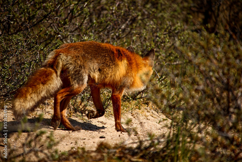 Back view of a Red Fox walking away into the bushes Back view of a Red Fox walking away into the bushes