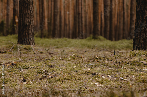 Fototapeta Naklejka Na Ścianę i Meble -  w moim magicznym lesie - las, korzenie, drzewa, trawa gałęzie 