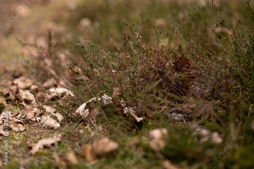 Fototapeta Naklejka Na Ścianę i Meble -  wrzosowiska 
