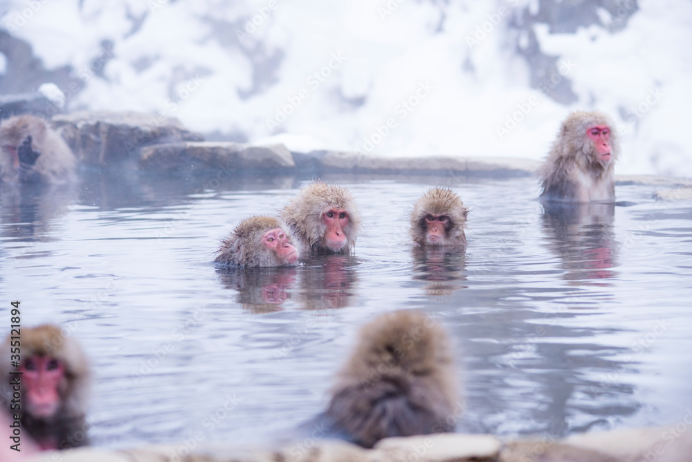 Naklejka premium snow monkey Japanese monkey