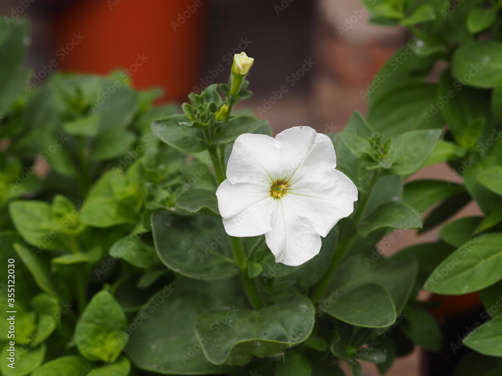 Background of agricultural spring.Young petunia seedlings are planted in open ground. Background of agricultural spring.Young petunia seedlings are planted in open ground.