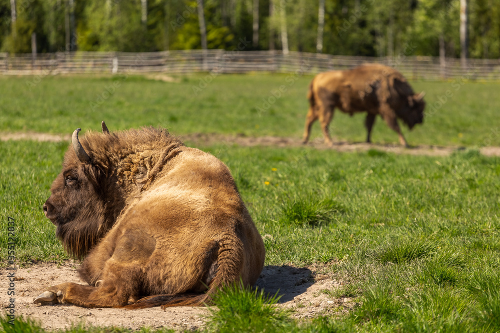 Herd of Buffalo on a green meadow in Sweden national park. Selective focus. Herd of Buffalo on a green meadow in Sweden national park. Selective focus.