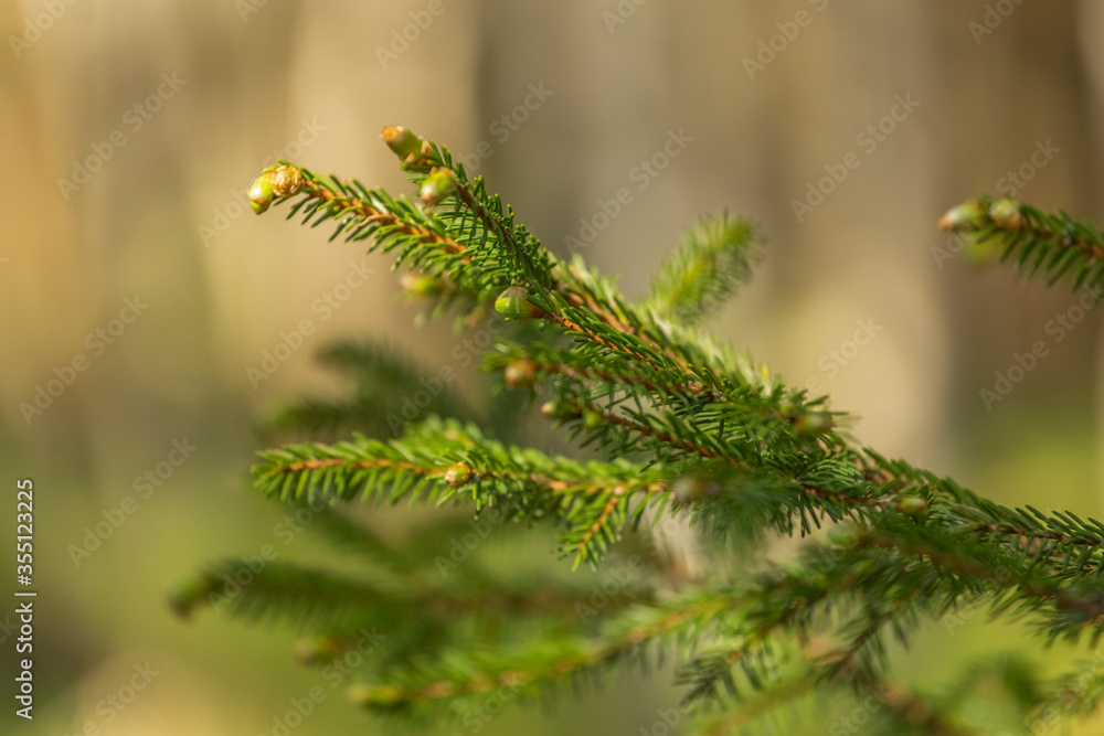 A small green pine tree with young shoots. Selective focus, blurred background. A small green pine tree with young shoots. Selective focus, blurred background.