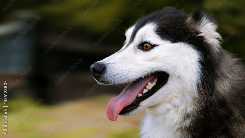 Happy Dog Running Outside Happy Dog Running Outside