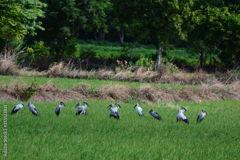 A flock of birds in the field
A flock of birds in the field