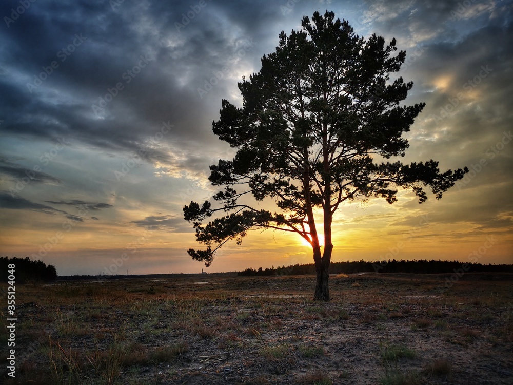 samotne drzewo na pustyni błędowskiej o zachodzie słońca - obrazy, fototapety, plakaty 
