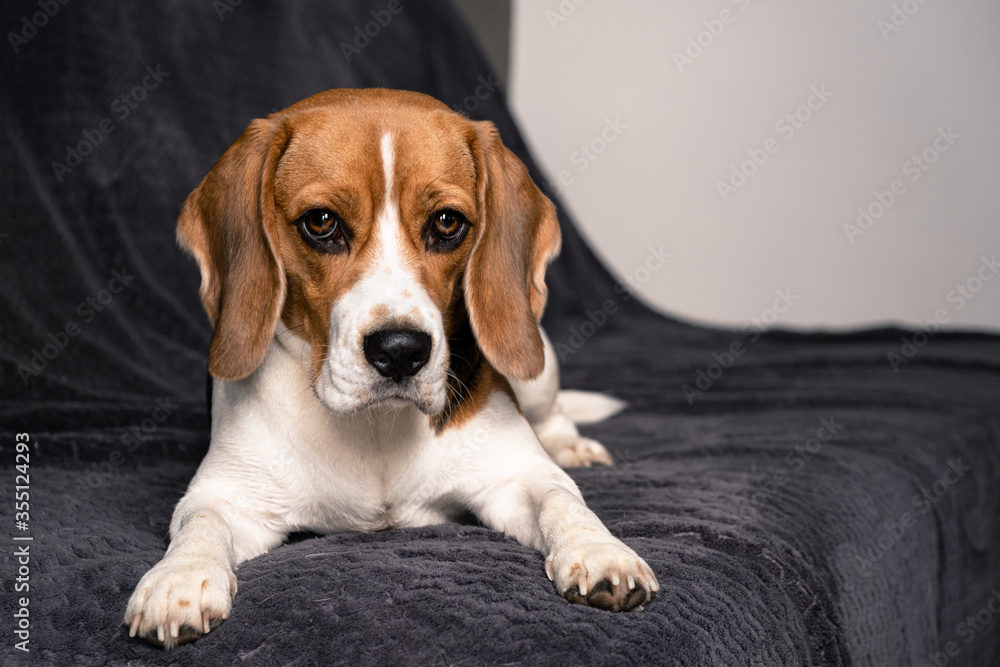 a cute beagle dog lies on a gray sofa against the background of a light wall. expressive look. close-up