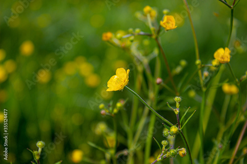 Yellow flower in a green field. Beautiful and quiet environment.